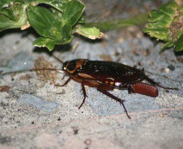 Australian Cockroach