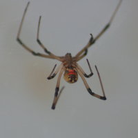 Brown Widow Spider