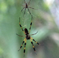 Golden Silk Spider