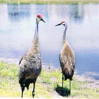 Sandhill Crane near lake in Odessa