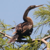 Anhinga in Tree Anderson Park Tarpon Springs Florida