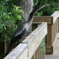 Anhinga at Anderson Park Tarpon Springs Florida