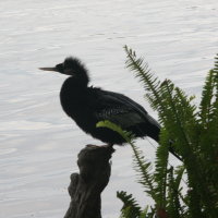 Anhinga at Anderson Park Tarpon Springs Florida