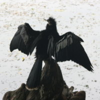 Anhinga at Anderson Park Tarpon Springs Florida