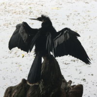 Anhinga Drying Wings at Anderson Park Tarpon Springs Florida