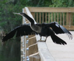 Anhinga  on Boardwalk at Anderson Park Tarpon Springs Florida