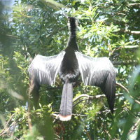 Anhinga at Anderson Park Tarpon Springs Florida