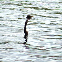 Anhinga with Fish Anderson Park Tarpon Springs Florida