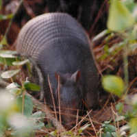 Armadillo