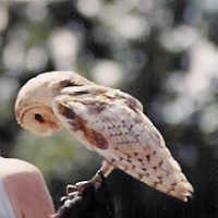 Barn owl