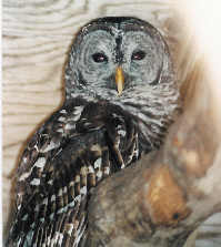 Barred Owl