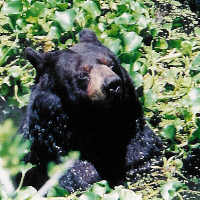 Black Bear