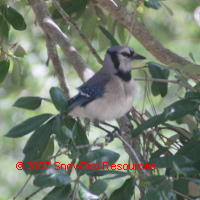 Bluejay at Anderson Park Tarpon Spirngs Florida