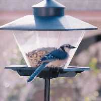 Bluejay at feeder