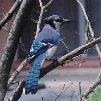 Bluejay in tree