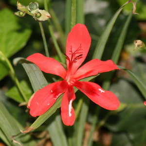 Flowers at Bok Tower Gardens