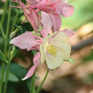 Flowers at Bok Tower Gardens