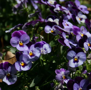 Flowers at Bok Tower Gardens