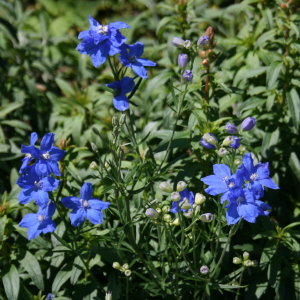 Flowers at Bok Tower Gardens