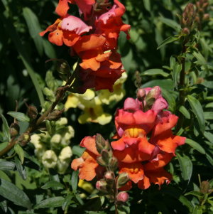 Flowers at Bok Tower Gardens