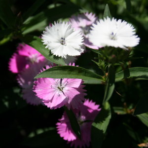 Flowers at Bok Tower Gardens