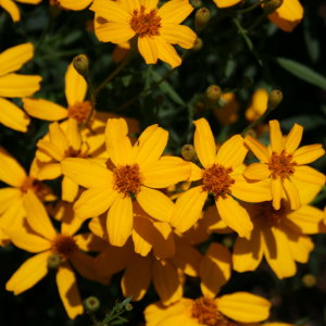 Flowers at Bok Tower Gardens