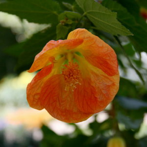 Flowers at Bok Tower Gardens