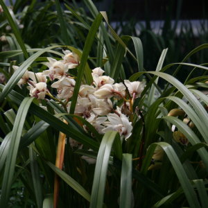 Flowers at Bok Tower Gardens