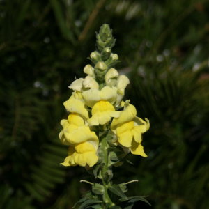 Flowers at Bok Tower Gardens