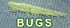 Florida Bugs
