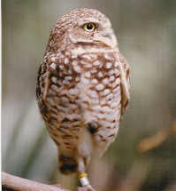 Burrowing Owl