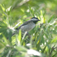 Carolina Chickadee in Bottle Brush