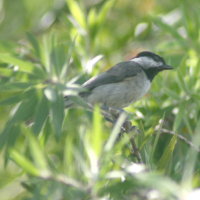 Carolina Chickadee in Bottle Brush