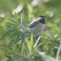 Carolina Chickadee in Bottle Brush