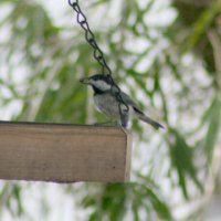 Carolina Chickadee in Feeder