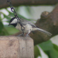 Carolina Chickadee in Feeder