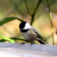 Carolina Chickadee in Feeder