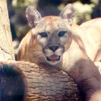 Florida Panther