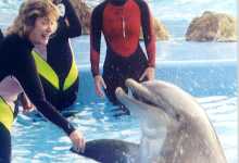 Playing with the Dolphins at Sea World Florida