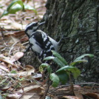 Downy Woodpecker at John Chestnut Park