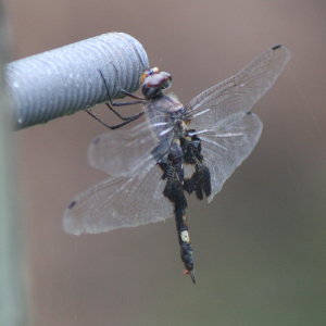 Green Darner