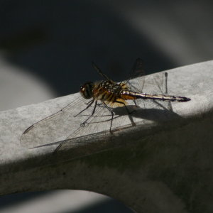 Eastern Amberwing