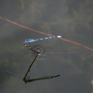 Damselfly