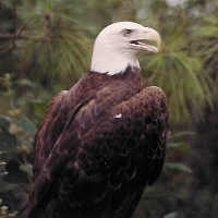 Bald Eagle Profile