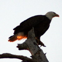 Eagle late afternoon at Anclote in Tarpon Springs Florida