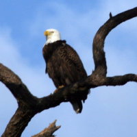 Eagle at Anclote in Tarpon Springs Florida