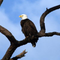 Eagle early morning at Anclote in Tarpon Springs Florida