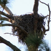 Eagle Nest at Anclote in Tarpon Springs Florida