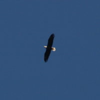 Eagle at Anderson Park - Tarpon Springs Florida