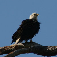 Eagle mid afternoon at Anclote in Tarpon Springs Florida